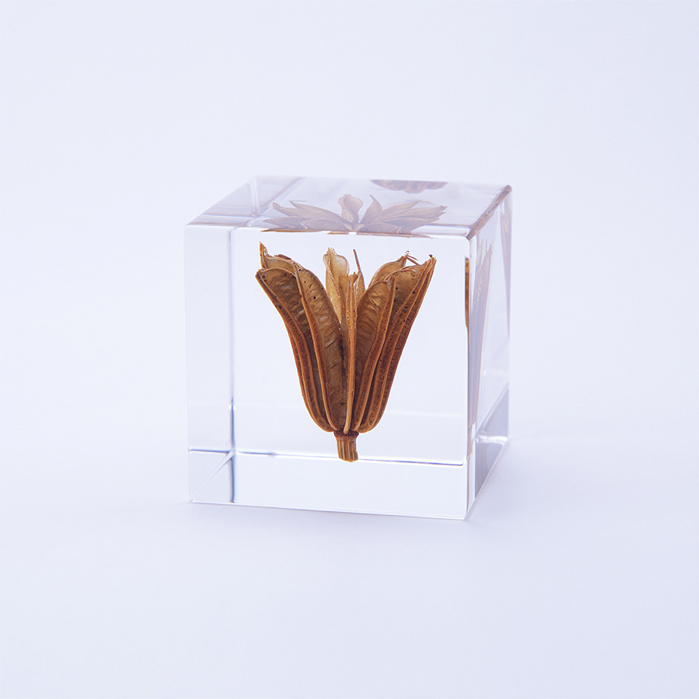[USAGI NO NEDOKO] Sola Cube - Yellow fennel flower