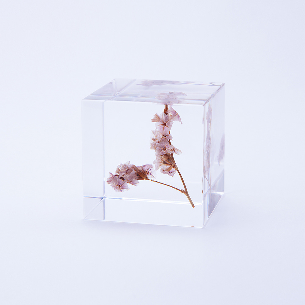 [USAGI NO NEDOKO] Sola Cube - Sea lavender