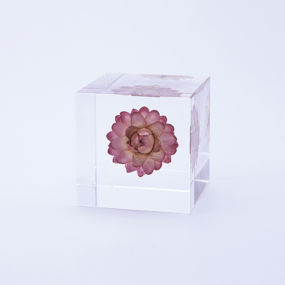 [USAGI NO NEDOKO] Sola Cube - Strawflower