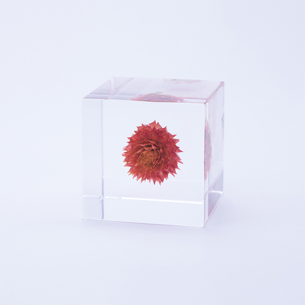 [USAGI NO NEDOKO] Sola Cube - Globe amaranth